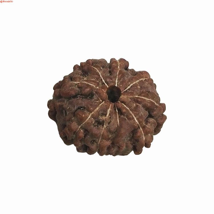 rudraksha 8 mukhi